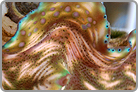TOP 50 Derasa Clam